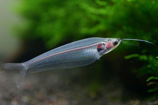 透明なナマズ 神秘的なトランスルーセント グラスキャットの特徴や飼い方 熱帯魚 アクアリウム情報マガジン