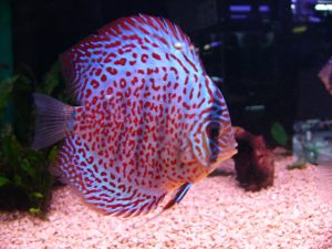 ディスカスという熱帯魚をご存知ですか？の画像