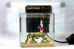 海水熱帯魚　飼いやすさランキングトップ5！の画像