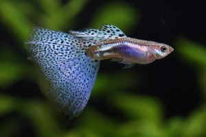 熱帯魚初心者におススメの水槽４つの画像