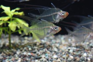 一風変わった見た目！透明な熱帯魚５選の画像