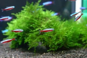 綺麗で飼育しやすい熱帯魚10選！の画像