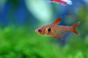 ランニングコストを抑えられる熱帯魚の飼い方の画像