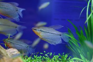 【初心者必見】知ってますか？熱帯魚の定義の画像