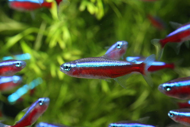 透明なナマズ 神秘的なトランスルーセント グラスキャットの特徴や飼い方 熱帯魚 アクアリウム情報マガジン