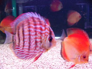 やっぱり華やか！混遊向きの熱帯魚とはの画像