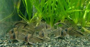 水槽内の掃除をしてくれる熱帯魚を知っていますか？の画像