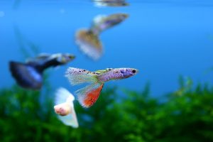 まるで泳ぐ宝石！ひと際目を引く熱帯魚5選の画像