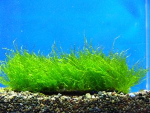 熱帯魚に合わせて水草も変えよう！水草の種類と選び方の画像