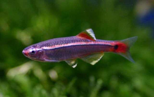 屋外 で 飼える 魚