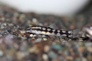 魚の本名「学名」に日本人の名前がついた熱帯魚たち！の画像