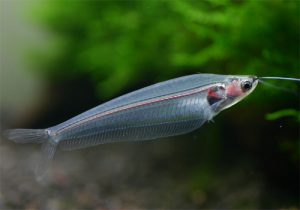 意外と知らない！？混泳可能なカッコ良い熱帯魚５選！の画像