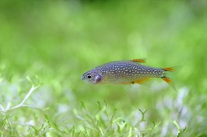 丈夫で飼いやすい熱帯魚「ラスボラ」の魅力に迫るの画像