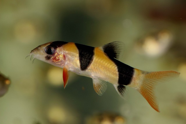 目立ちまくり しましま な魚たち 熱帯魚 アクアリウム情報マガジン