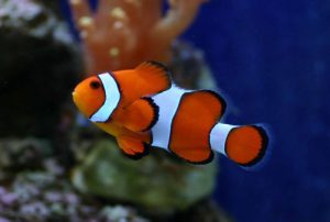 ■大人気！カクレクマノミってどんなお魚？の画像