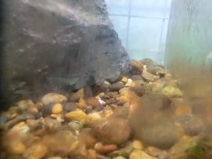 水槽のコケ取りをしてくれる生物たちをご紹介！の画像