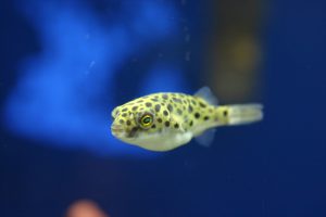 熱帯魚界のアイドル？！ミドリフグの特徴と飼い方の画像