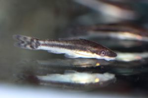 コケでお悩みの方必見！コケを好む魚達の画像