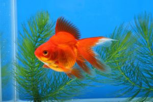 水草と金魚を一緒に楽しみたい！そんな時にオススメの水草3種類の画像