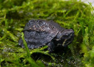 超カワイイ小型ガメ！！ニオイガメを飼育してみませんか？の画像