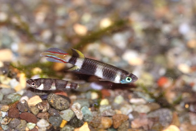 エキセントリック しましま の魚たち 熱帯魚 アクアリウム情報マガジン