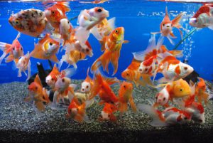 金魚の体色の名称についての画像