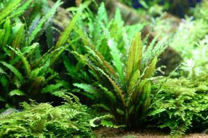 ■元気に育てるための水草の植え方！の画像