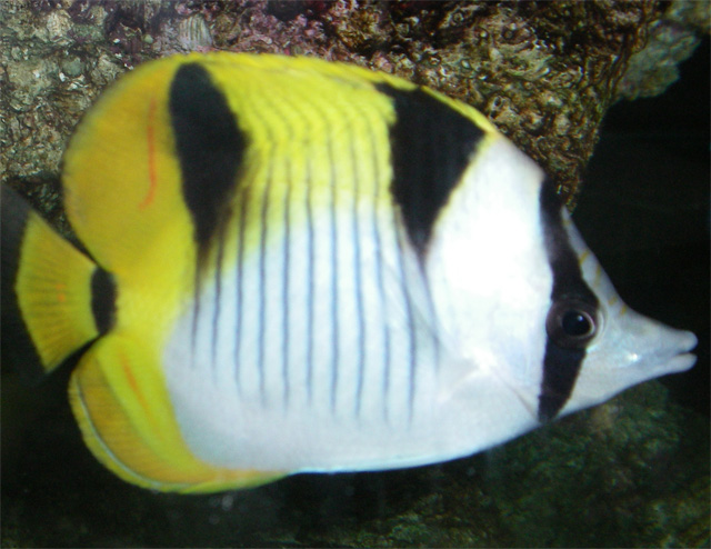 色鮮やか チョウチョウウオを飼ってみよう 熱帯魚 アクアリウム情報マガジン