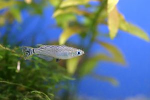 メダカの季節到来!!　メダカの繁殖おすすめアイテムの画像