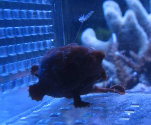 イロカエルアンコウの餌づけ方法の画像