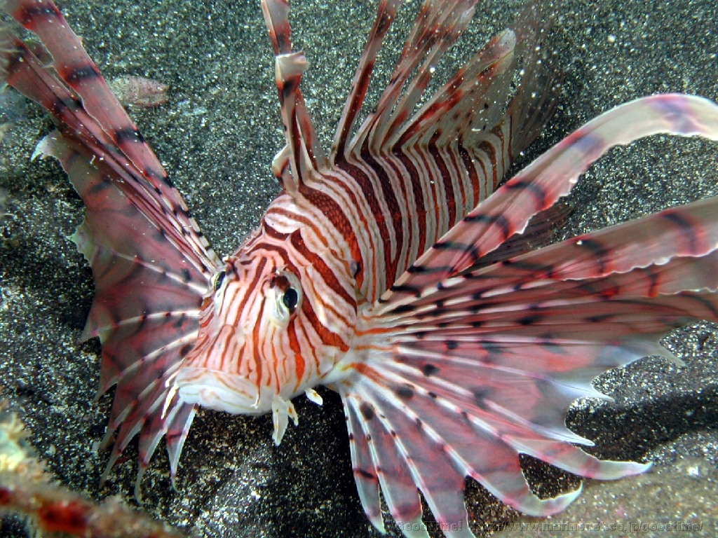 かっこいいボロカサゴの飼育に挑戦してみよう 熱帯魚 アクアリウム情報マガジン