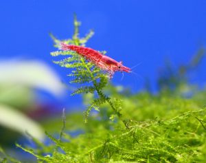 エビなどの甲殻類を水草についた農薬から守ろう！の画像