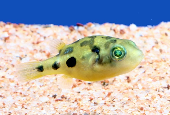 人になつきやすい かわいいフグを飼ってみよう 熱帯魚 アクアリウム情報マガジン