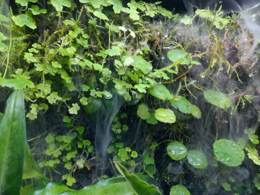 あの水草も？パルダリウムに使える水草をご紹介！ - 熱帯魚 