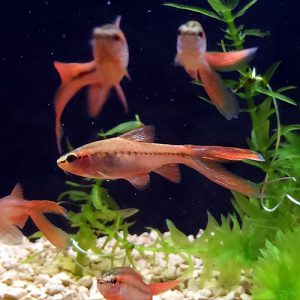 飼い込む事で美しくなる熱帯魚！の画像