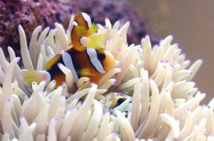 淡水とは違う！海水魚飼育に必要なものをご紹介！！の画像