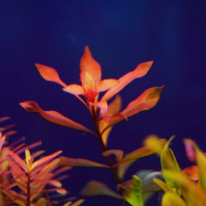 赤系水草”ルドヴィジア”のすすめ！の画像