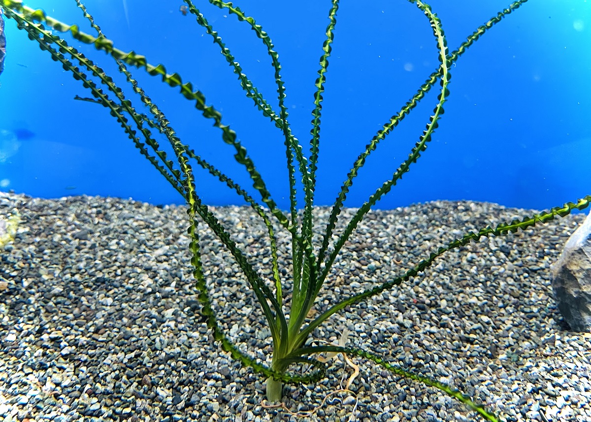 私たちの大先輩 クリナム様！ - 熱帯魚・アクアリウム｜熱帯魚 
