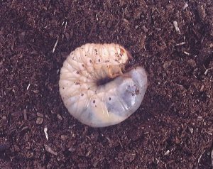 カブトムシ・クワガタの幼虫の飼育について！の画像