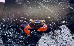 淡水で飼える小さなカニ！？の画像