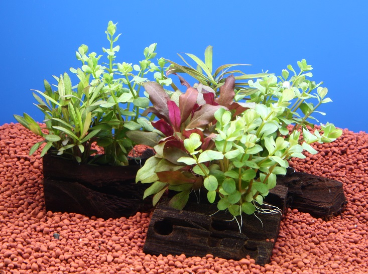 記事サムネイル