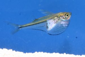 スケスケ！？ちょっと変わった透明な魚をご紹介！の画像