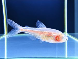 目がない魚！？変わった熱帯魚”ブラインドケープカラシン”をご紹介！の画像